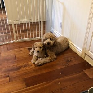 Meet your Posher, Lesley